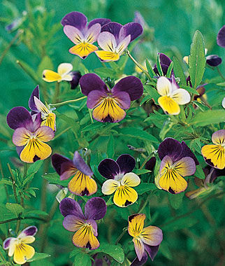 Johnny Jump-Up "Helen Mount", (Viola), Annual