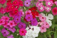 Phlox,  Mixed Colors (Annual)