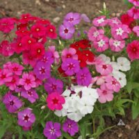 Phlox,  Mixed Colors (Annual)