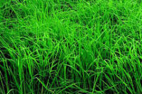 Orchardgrass,  Alpine II