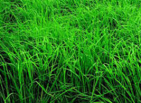 Orchardgrass,  Alpine II