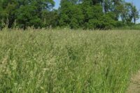 Orchardgrass,  Devour