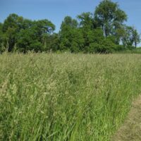 Orchardgrass,  Devour
