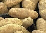 Potatoes, Caribou Russet (Mid Season), Certified