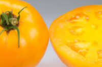 Tomato, Carolina Gold (75 Days), Heirloom