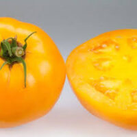 Tomato, Carolina Gold (75 Days), Heirloom