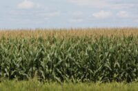 Field Corn, A077 (77 Days)