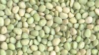 Bean, Thorogreen (67 Days), Heirloom