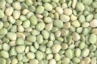 Bean, Thorogreen (67 Days), Heirloom