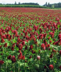 Clover,  Crimson