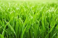Fawn Tall Fescue