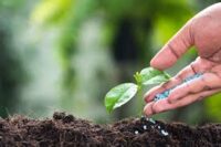 Fertilizer, 19-19-19