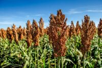 Sorghum