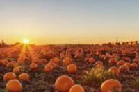 Pumpkins