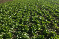 Vivant Hybrid Brassica