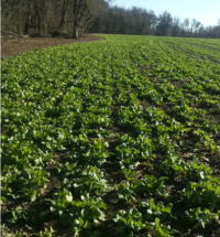 Vivant Hybrid Brassica