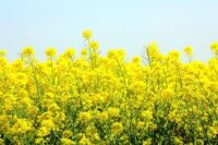 Rapeseed