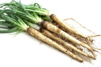 Salsify or Vegetable Oyster
