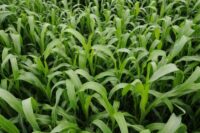 Sorghum, Green Grazer