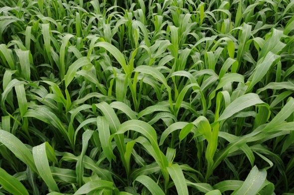 Sorghum, Green Grazer