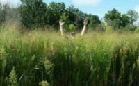 Switchgrass