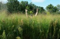 Switchgrass