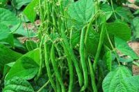 Beans, Bush - Green Podded