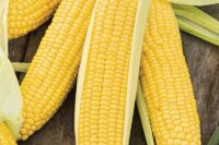 Yellow Hybrid Sweet Corn