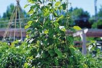 Beans, Lima - Pole
