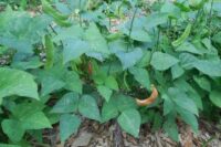 Beans, Lima - Bush