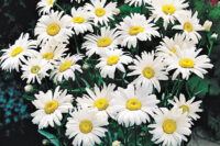 Shasta Daisy
