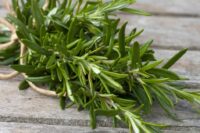 Rosemary, Heirloom