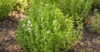 Thyme, (Thymus Vulgaris) Heirloom