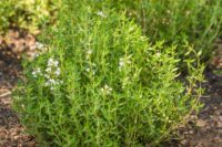 Thyme, (Thymus Vulgaris) Heirloom