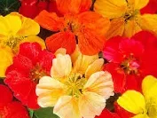 Nasturtium, Jewel Mix