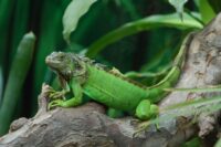 Iguana Oil