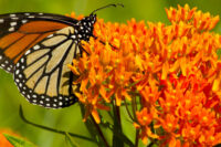 Butterfly Milkweed (Asclepias Tuberosa)