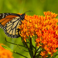 Butterfly Milkweed (Asclepias Tuberosa)