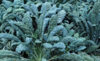 Kale, Lacinato (Dinosaur Kale) (75 Days), Heirloom