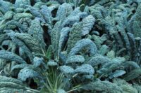 Kale, Lacinato (Dinosaur Kale) (75 Days), Heirloom