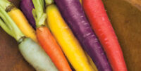 Carrot, Rainbow, 75 days, Heirloom