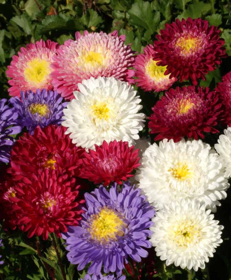 Aster, Powderpuff (Callistephus chinensis)