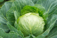 Cabbage, Brunswick (90 Days), Heirloom