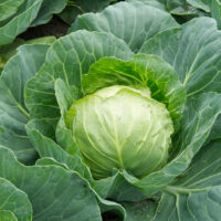 Cabbage, Brunswick (90 Days), Heirloom