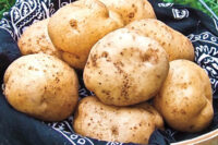 Potato, German Butterball (Late), Certified