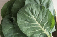 Collards, Morris Heading, (55 Days), Heirloom