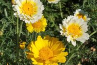 Chrysanthemum Garland, Coronarium (Mum)