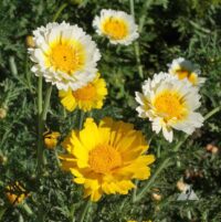 Chrysanthemum Garland, Coronarium (Mum)