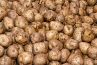 Potatoes, Norwis (Mid Season), Certified