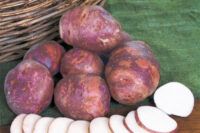 Potatoes, Purple Viking (Early Season), Certified